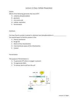 Lecture 11 Class: Cellular Respiration Starter: Which of the following