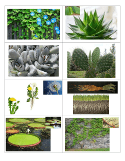 Plant_Card_Game_Card_Master