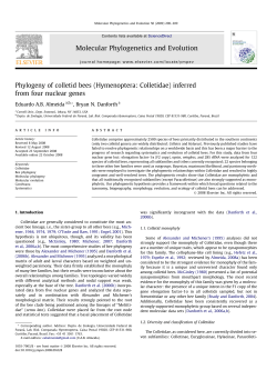 Phylogeny of colletid bees (Hymenoptera: Colletidae)