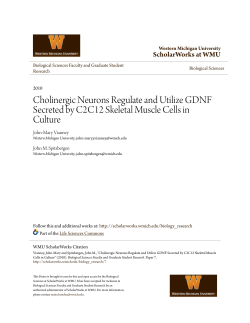 Cholinergic Neurons Regulate and Utilize GDNF Secreted by