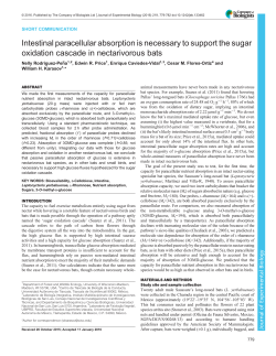 Intestinal paracellular absorption is necessary to support the sugar