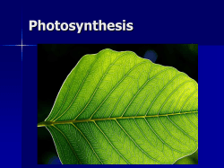 Photosynthesis, Cellular Respiration, and Fermentation