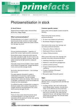 Photosensitisation in stock - NSW Department of Primary Industries