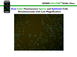 Dual Color Fluorescence Sperm and Epithelial Cells Simultaneously