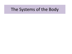 body-systems ct