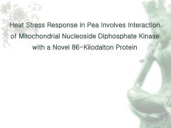 Heat Stress Response in Pea Involves Interaction of