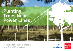 Planting Trees Near Power Lines