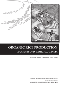 organic rice production