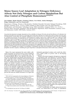 Maize Source Leaf Adaptation to Nitrogen
