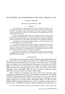 LEAF GROWTH AND DEVELOPMENT IN THE YOUNG TOBACCO