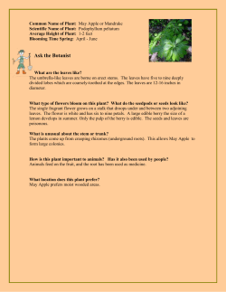 44. Mayapple - Friess Lake School District