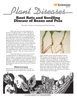 Root Rots and Seedling Disease of Beans and Peas