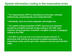 Spatial information coding in the mammalian brain