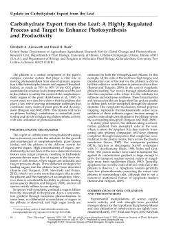 Carbohydrate Export from the Leaf: A Highly Regulated Process and