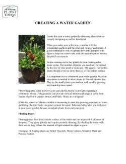 CREATING A WATER GARDEN