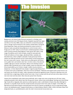 Kudzu