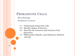 Prokaryote Cells