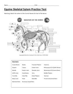Practice Exam 3- Equine Skeletal System