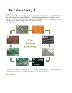 The Salmon Life Cycle