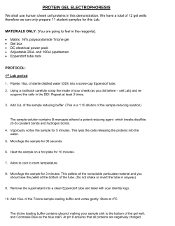 PROTEIN GEL ELECTROPHORESIS