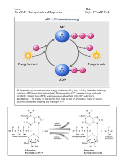 ATP-ADP cycle worksheet - Manhasset Public Schools