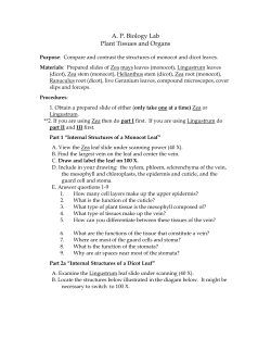 A. P. Biology Lab Plant Tissues and Organs Purpose: Compare and