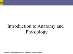 Nerve activates contraction