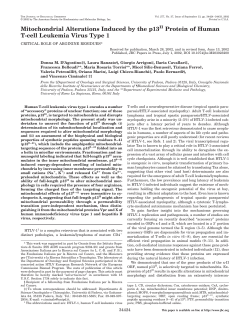Mitochondrial Alterations Induced by the p13II Protein