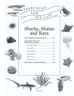 Sharks, Skates and Rays