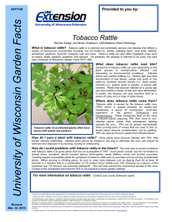 Tobacco Rattle - University of Wisconsin&ndash;Madison