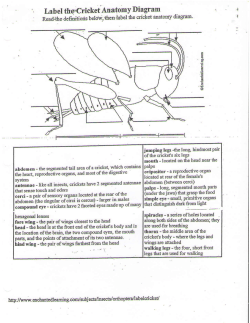 Label therCricket Anatomy Diagram