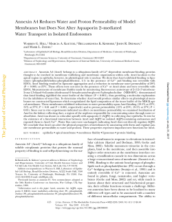 Annexin A4 Reduces Water and Proton Permeability of Model