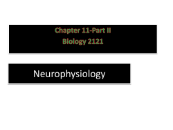 Neurophysiology