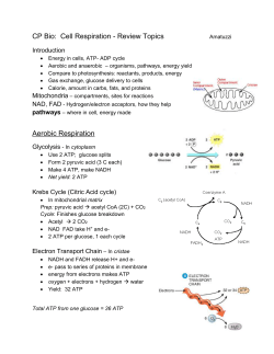 CP Cell Respiration Review Guide