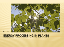 Energy Processing in Plants