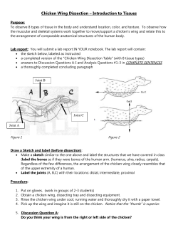 Lab 4: Chicken Wing Dissection *