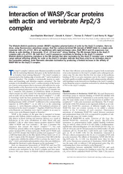 Interaction of WASP/Scar proteins with actin and