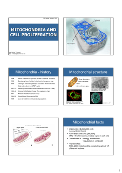 MITOCHONDRIA AND CELL PROLIFERATION