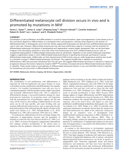 Differentiated melanocyte cell division occurs in vivo