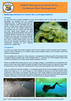Brief 5 Reducing nutrients to restore the coral-algal balance