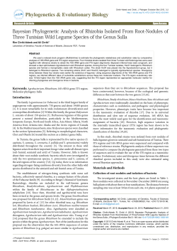 Bayesian Phylogenetic Analysis of Rhizobia Isolated From Root