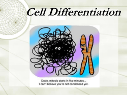 Determining cell fate