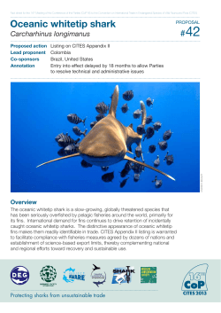 Oceanic whitetip - Shark Advocates International