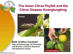 The Asian Citrus Psyllid and the Citrus Disease