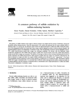 A common pathway of sulfide oxidation by sulfate