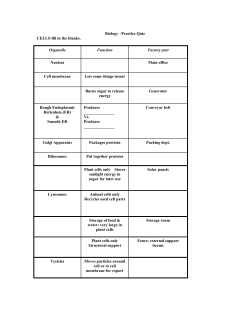 QUIZ 3 &ndash; PHOTOSYNTHESIS