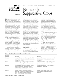 Nematode Suppressive Crops - Alabama Cooperative Extension
