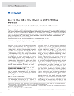 Enteric glial cells: new players in gastrointestinal motility?