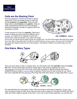 Looking at Cell Functions