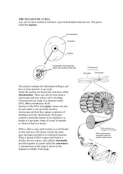THE NUCLEUS OF A CELL Any cell you have looked at will have a